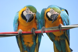 two teal-and-yellow parrots on cable