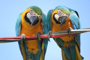 two teal-and-yellow parrots on cable