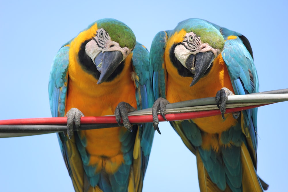 two teal-and-yellow parrots on cable