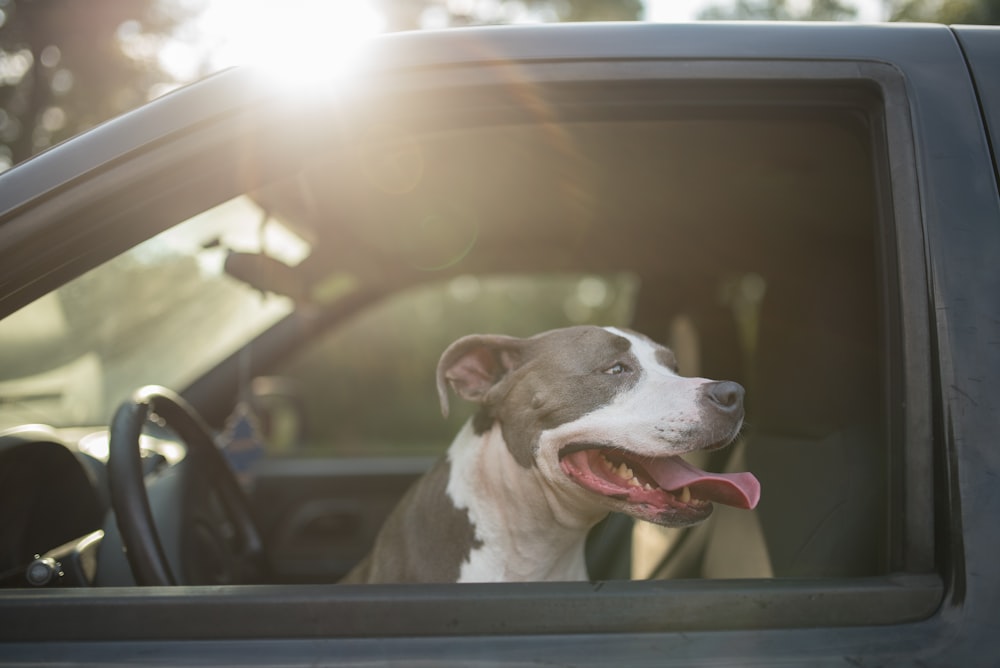 adult short-coated gray and white dog in car