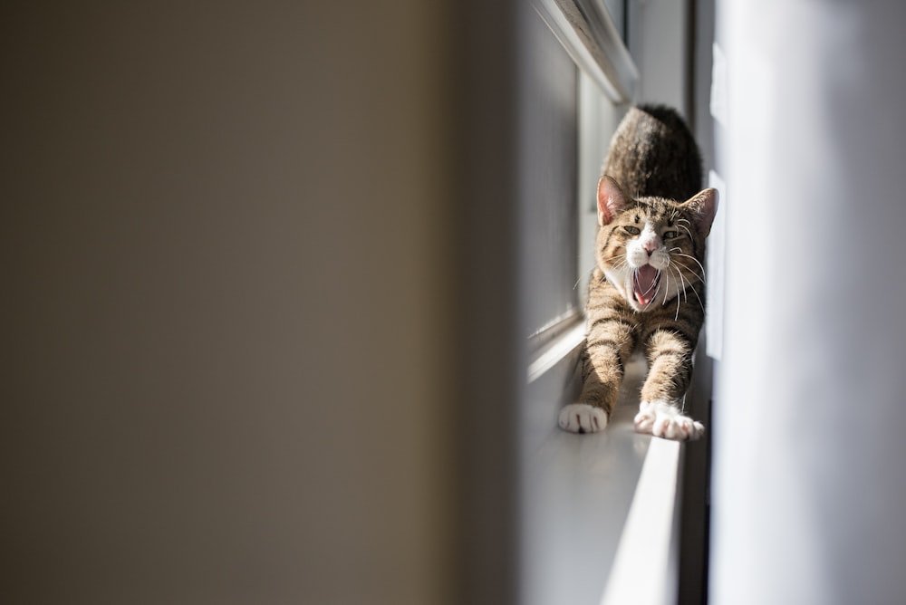 macro photography of cat stretching