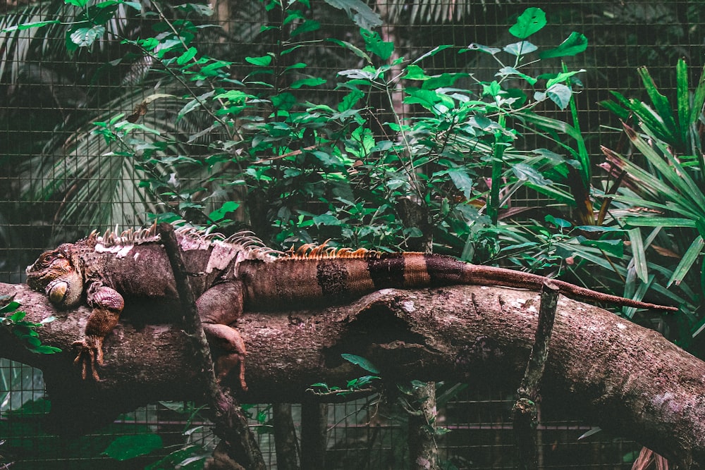 Iguana no tronco marrom da árvore