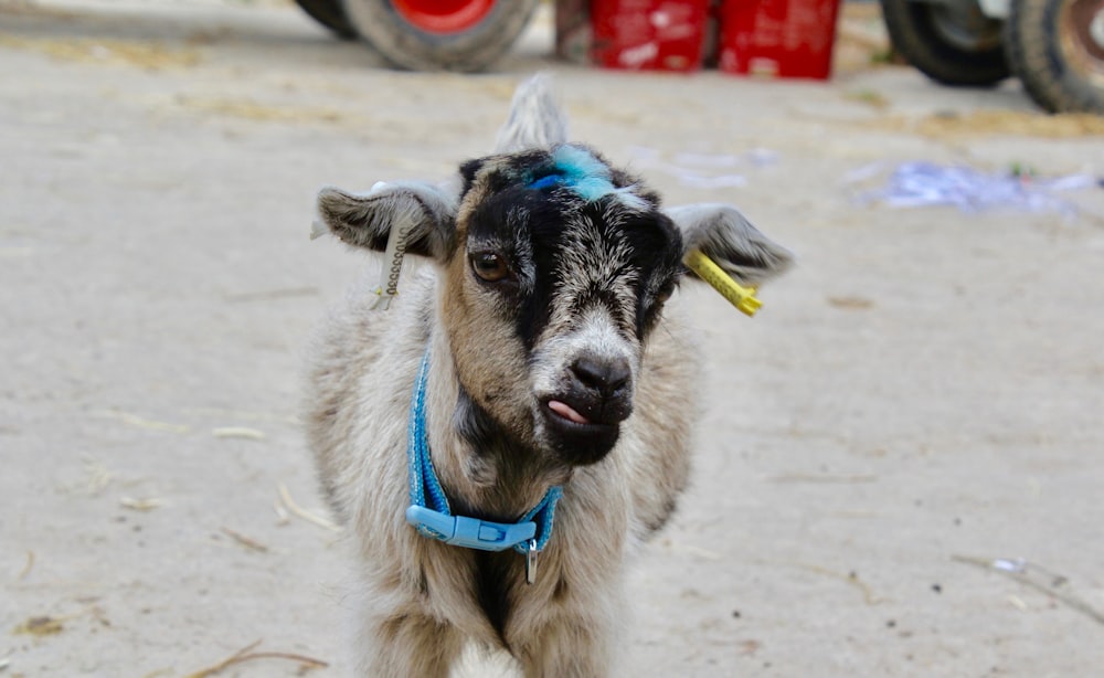 Cabra marrón y negra