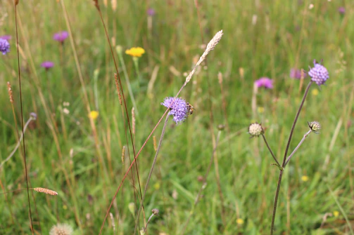 A vibrant pollinator kit featuring native wildflower seeds and a small guidebook resting on fresh green grass.