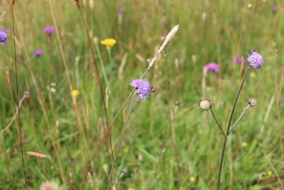 A vibrant meadow blooming with native flowers, cared for by fundacja 'dla pszczół' and partners.