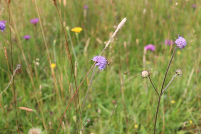 A vibrant wildflower meadow buzzing with healthy bees collecting nectar.