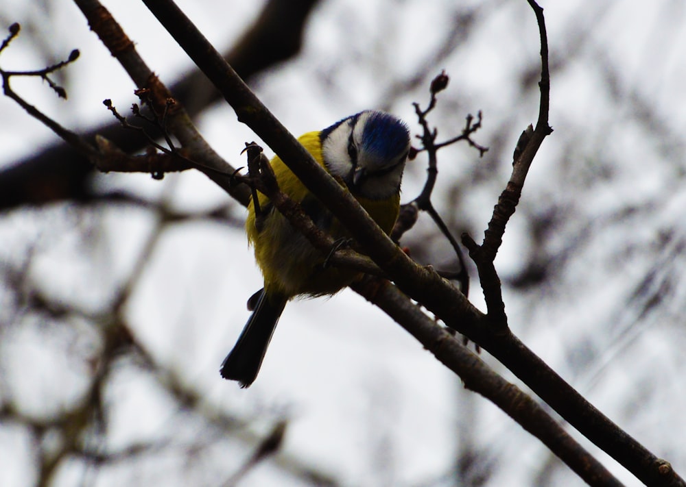 bird perched on branch