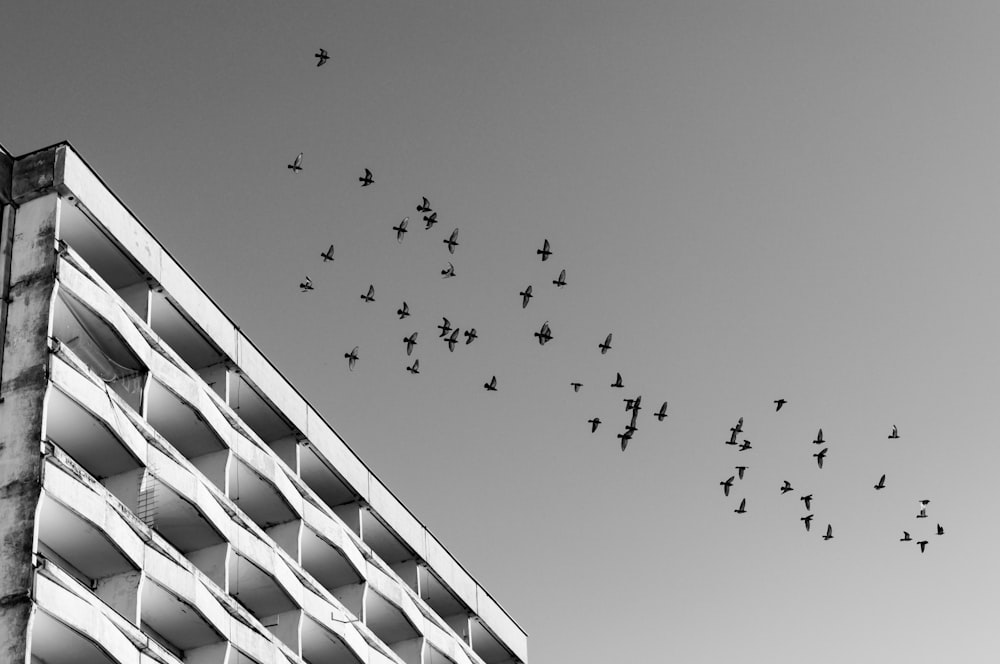 low-angle and grayscale photography of birds flying over building