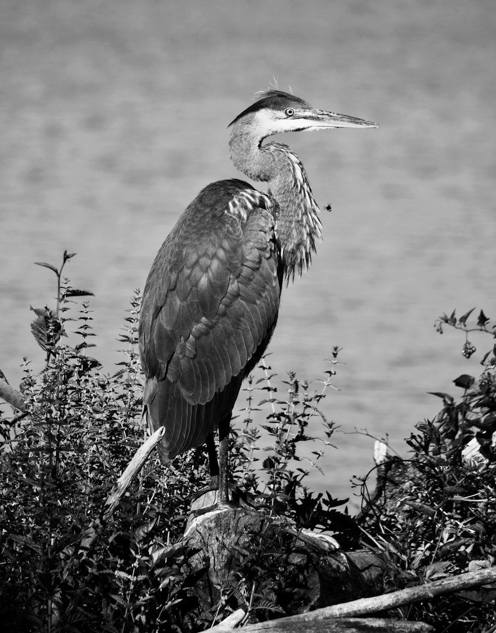 grayscale photo of long-beaked bird perched on rock