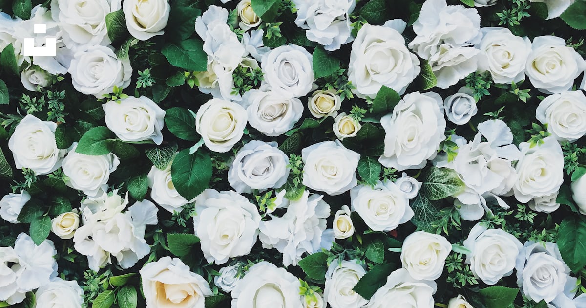 White rose field photo – Free Flower Image on Unsplash