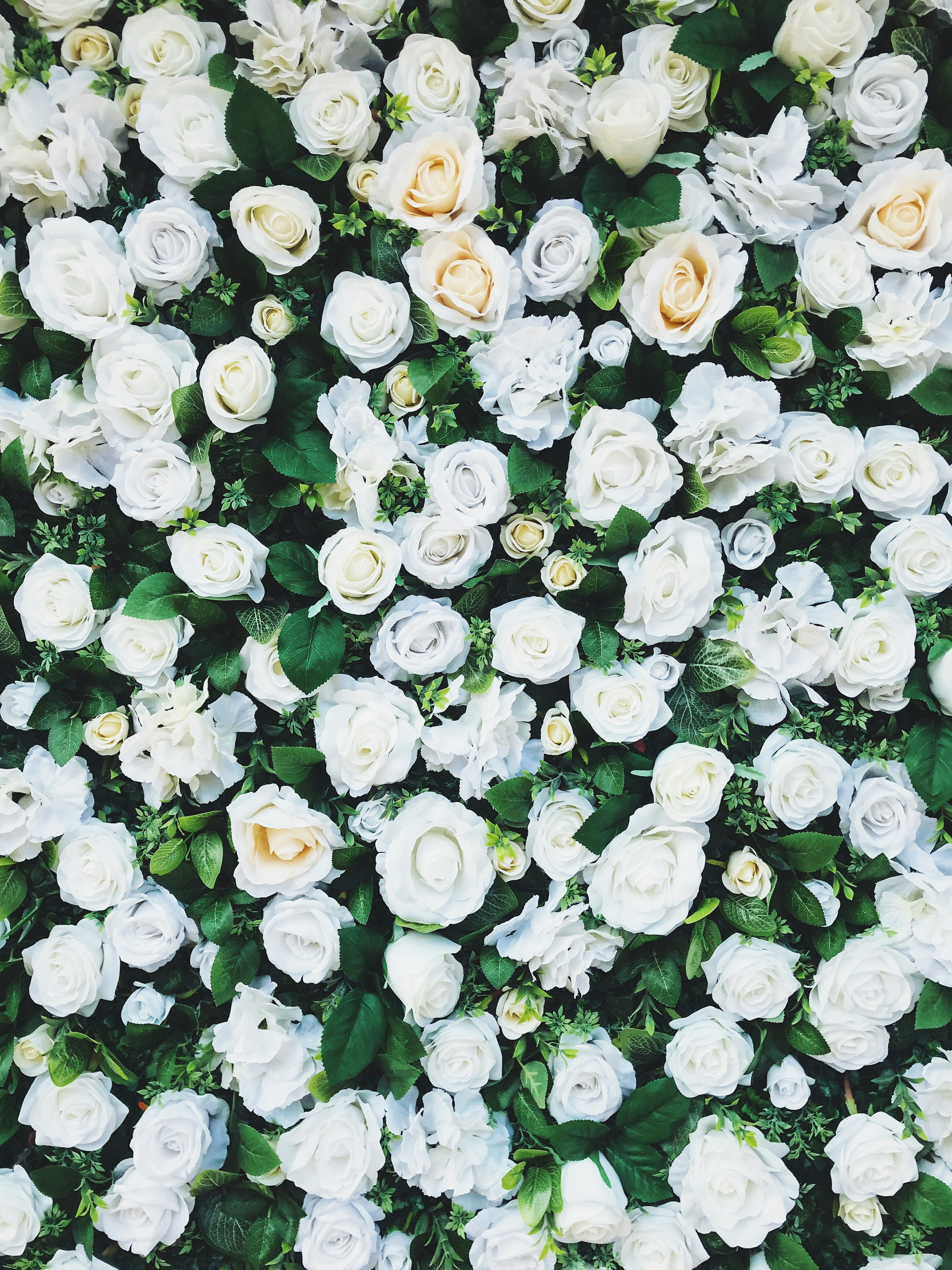white rose field