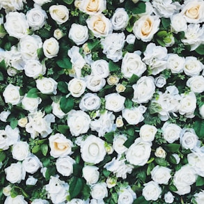 white rose field