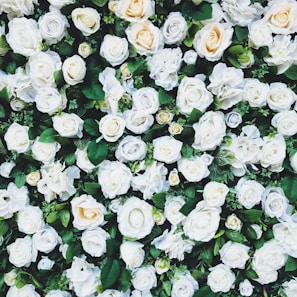 white rose field