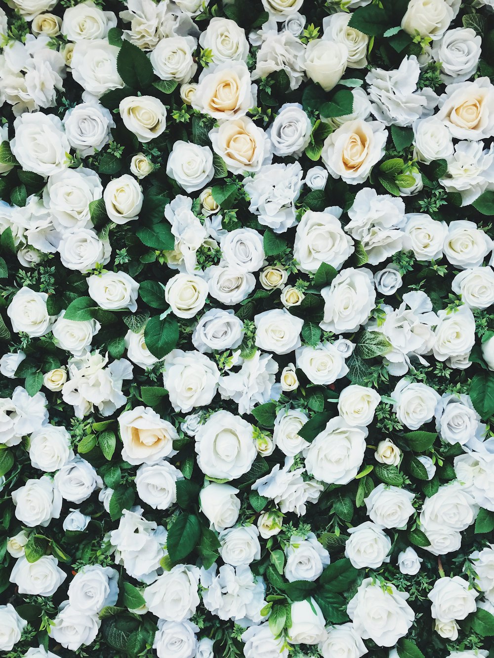 campo de rosas blancas