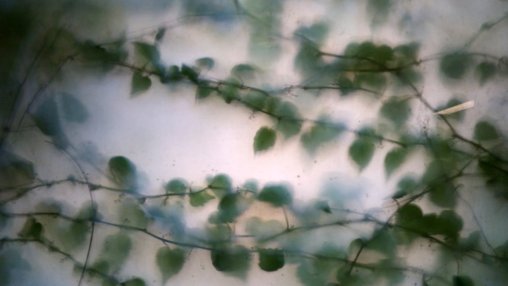 green leaf vines with smoke