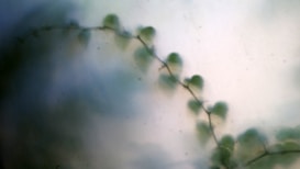 A soft-focus image with delicate branches or vines featuring small, heart-shaped leaves set against a muted, slightly blurred background. The leaves appear in gentle green hues, creating a serene and ethereal atmosphere.