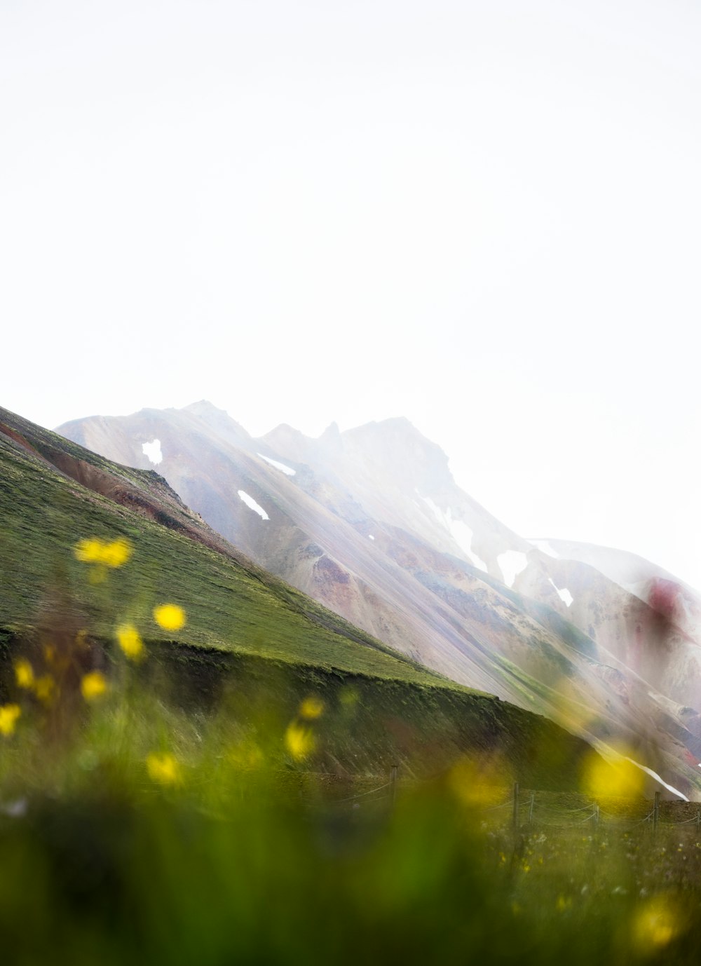 a field with yellow flowers in the foreground and a mountain in the background