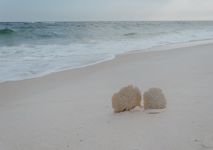 Sand Dollar