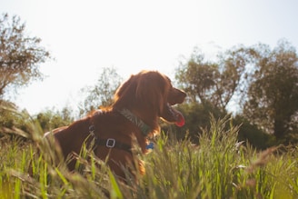 Irish Setter 