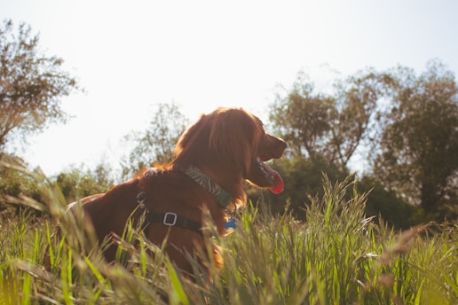 Irish Setter 