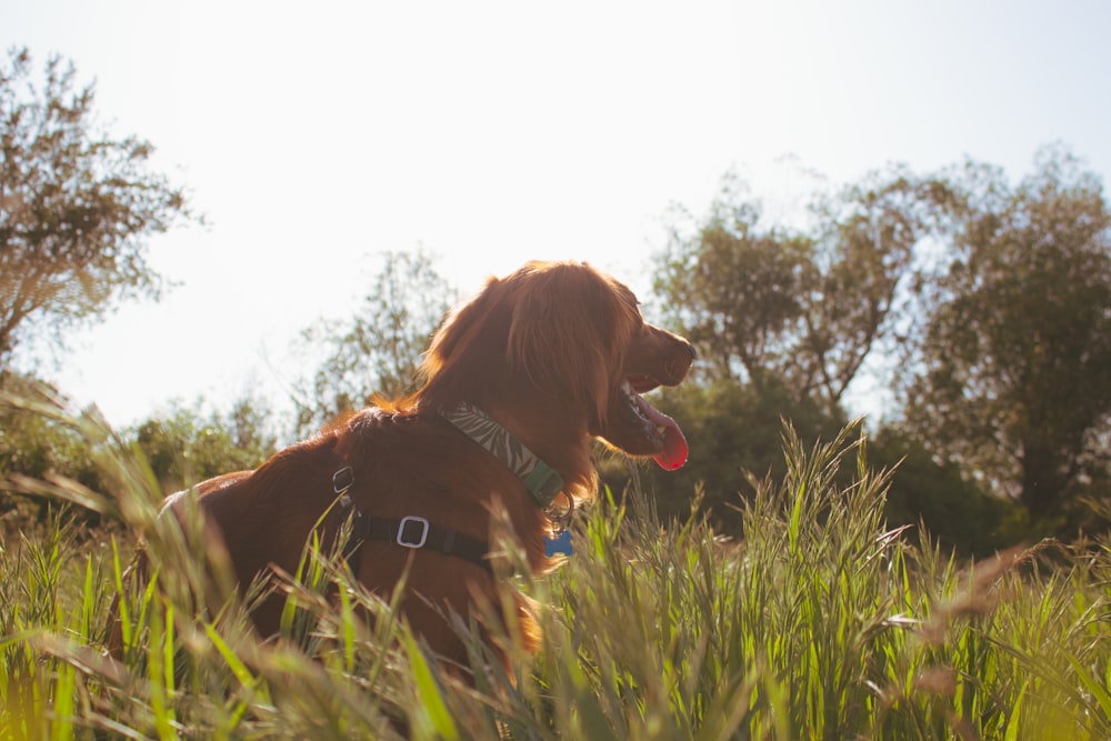 chien brun couché sur un champ d’herbe verte