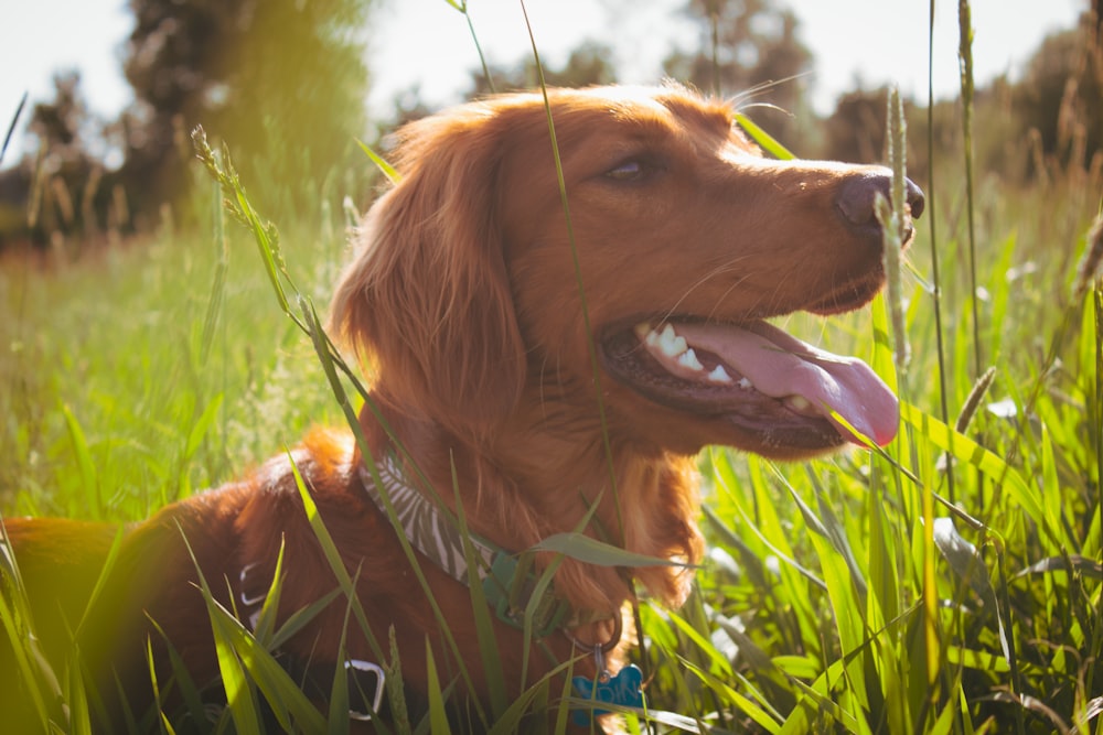chien brun dans un champ d’herbe