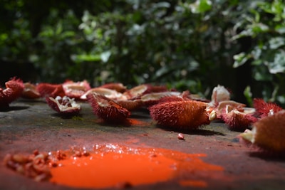 Open annatto seeds with vibrant red-orange pulp scattered on a stone surface in a lush green outdoor setting. The scene captures the intricate texture of the spiky seed casings and the vivid red pigment they contain, contrasting with the deep green foliage in the background.