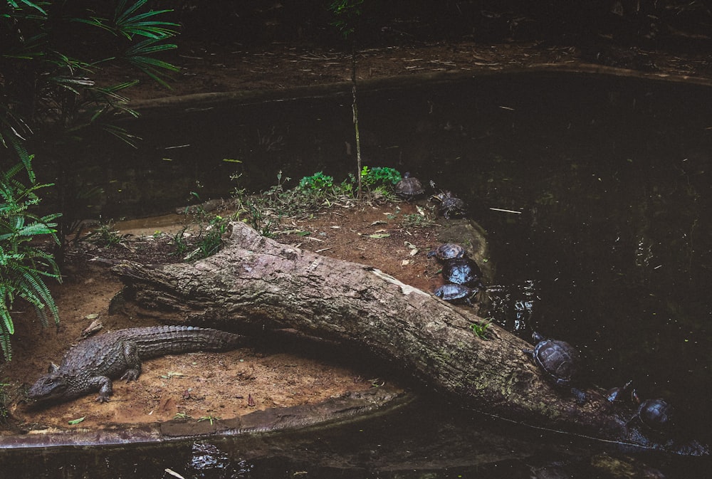 crocodile on wood