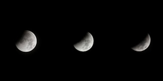 closeup photo of half moons