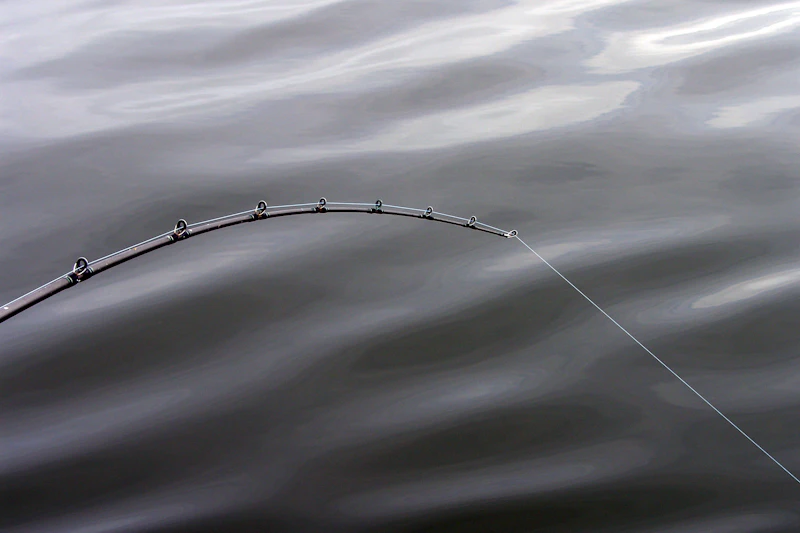 Surface Fishing for Carp