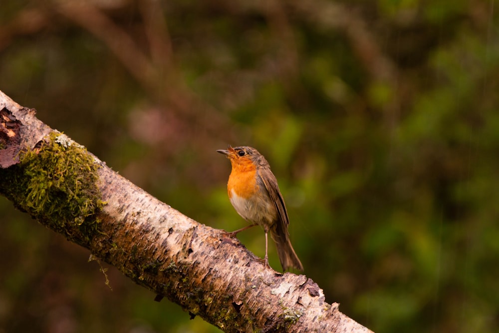 small orange chest bird perched on tree branch