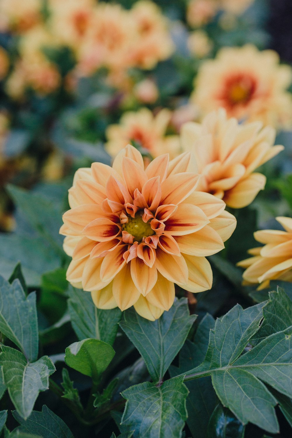 selective focus photograph of yellow petaled flower