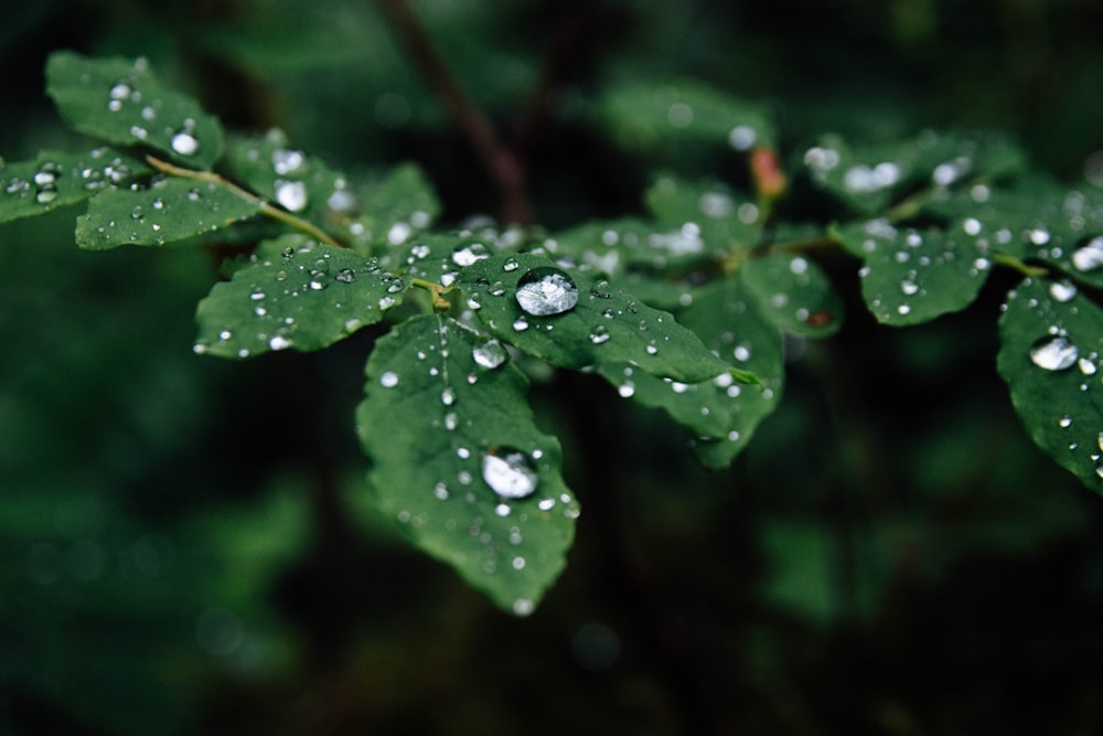 selective focus photography of green leaf plant