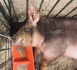 Close-up of healthy pigs resting comfortably in clean pens