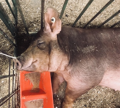 Close-up of healthy pigs resting comfortably in clean pens