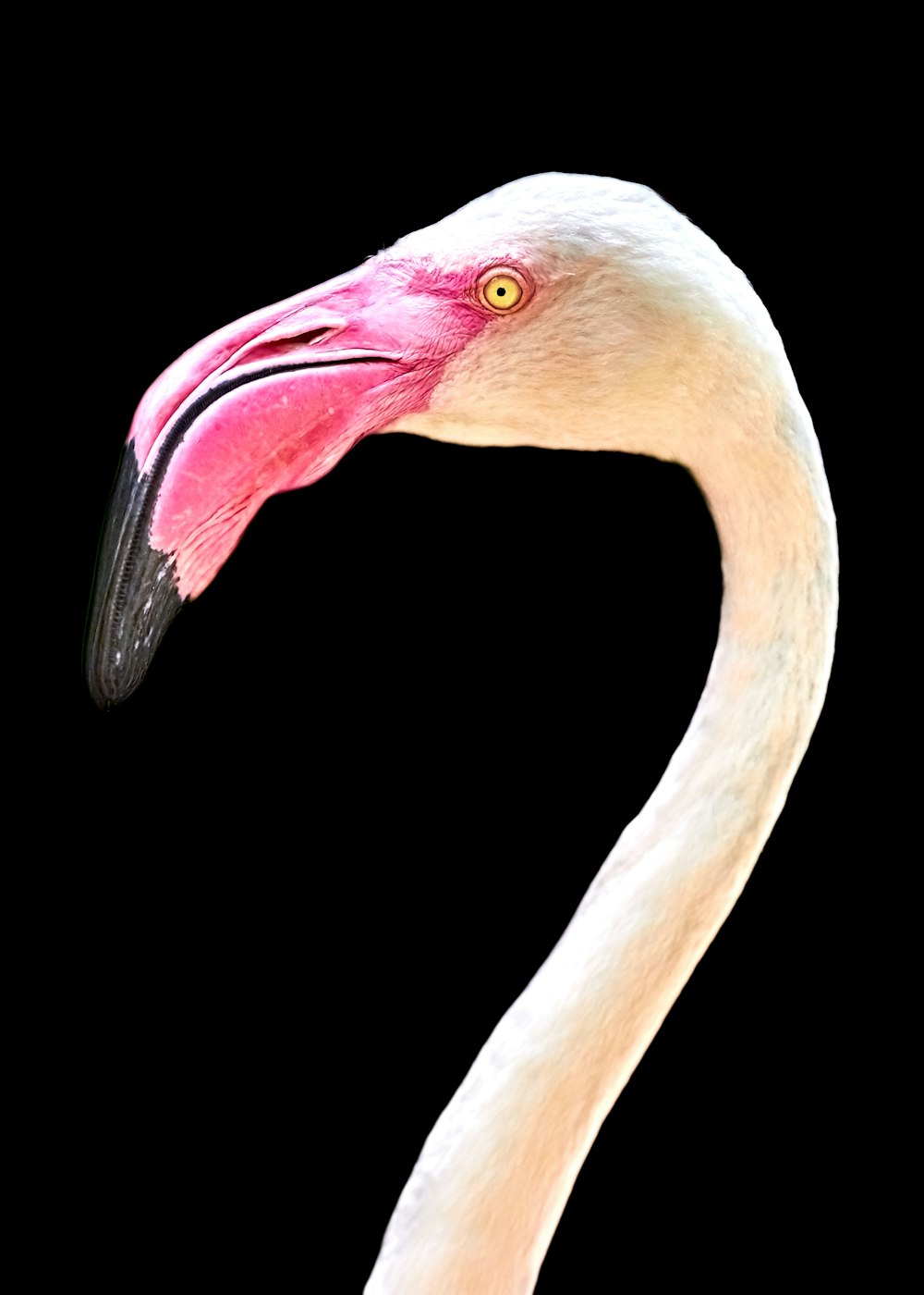 foto da cabeça do flamingo branco