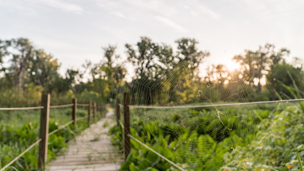 a spider web hanging over a wooden walkway