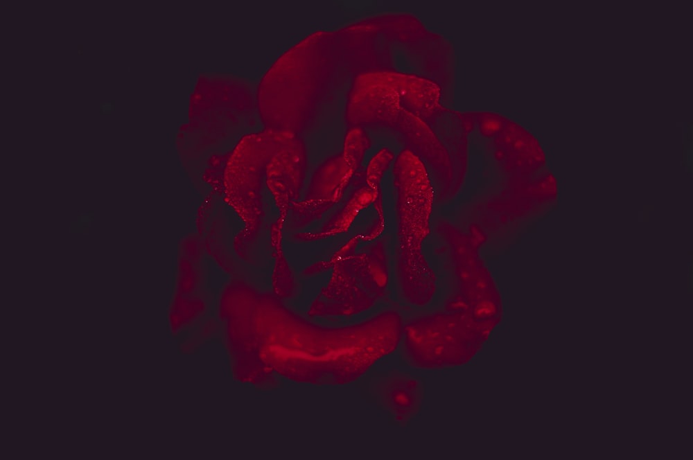 red rose with black background