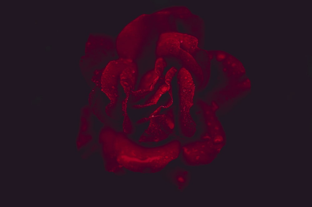 검은 배경의 빨간 장미