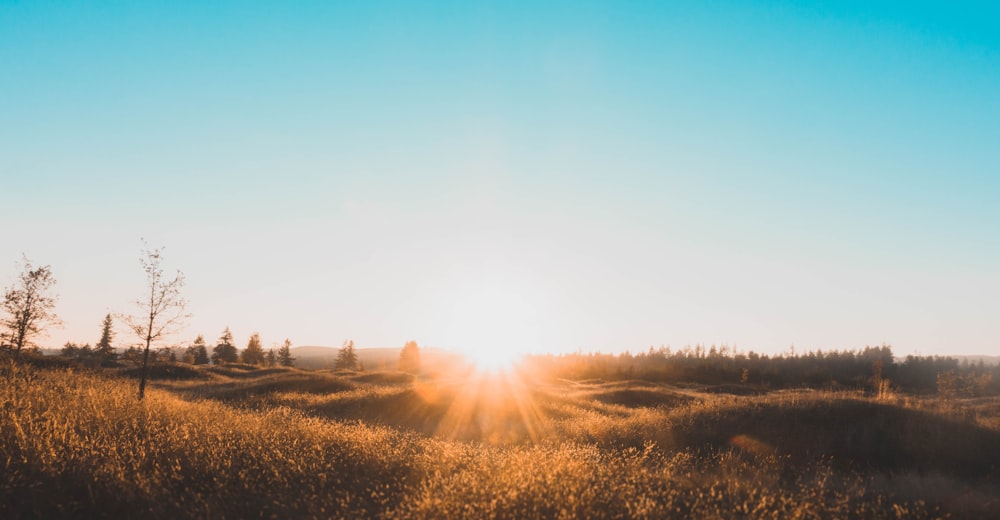 brown grass field and trees under blue sky at sunrise