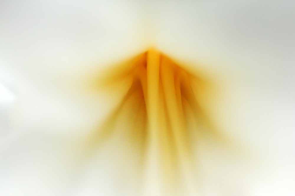 a close up of a white flower with a yellow center