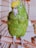 A vibrant green parrot with a yellow head sits on a wooden perch inside a cage. The parrot's feathers are detailed, and its orange eyes stand out against the green plumage. The cage is metallic with vertical bars.
