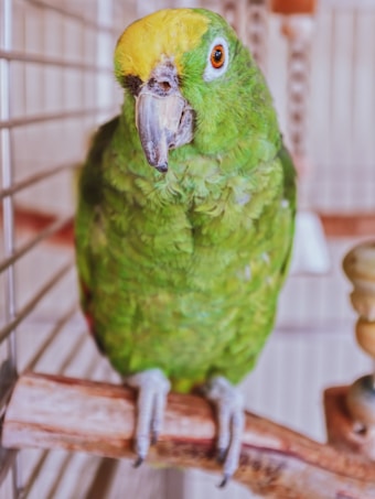 A vibrant green parrot with a yellow head sits on a wooden perch inside a cage. The parrot's feathers are detailed, and its orange eyes stand out against the green plumage. The cage is metallic with vertical bars.