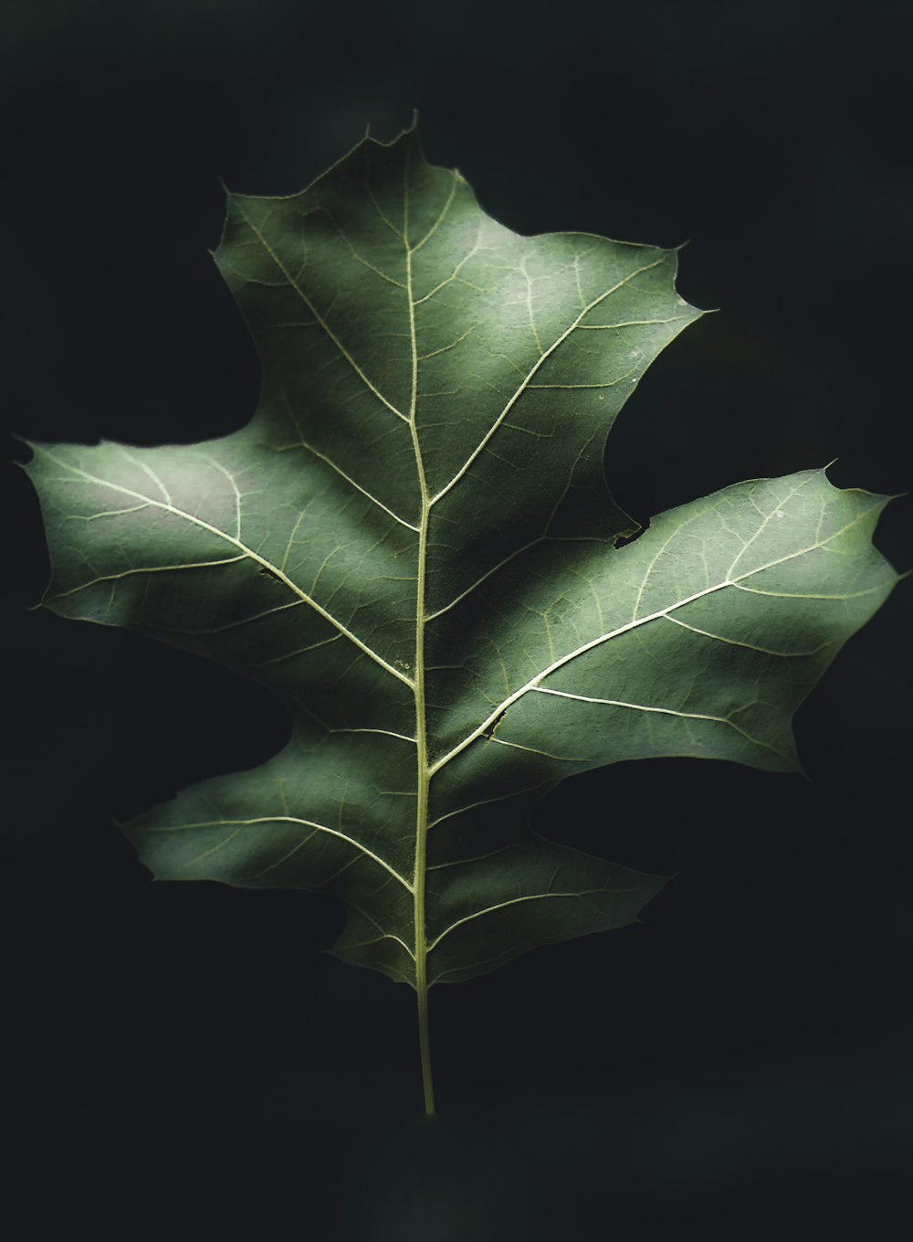 green leaf