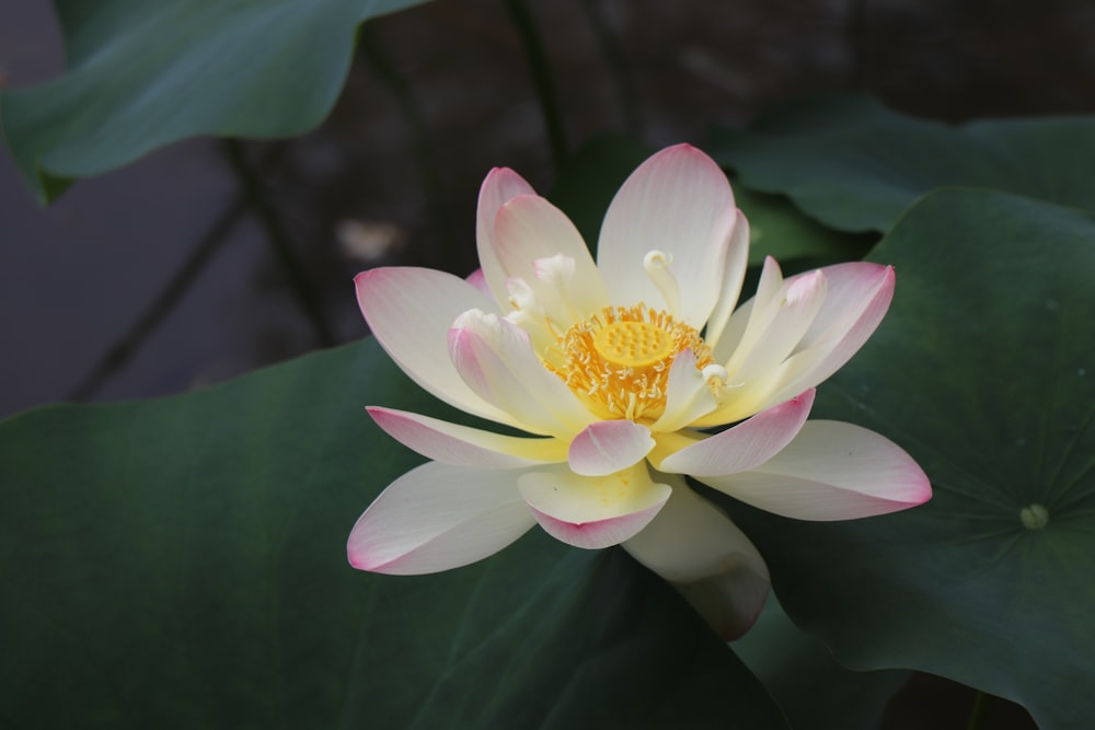 white and pink petaled flower on body of water