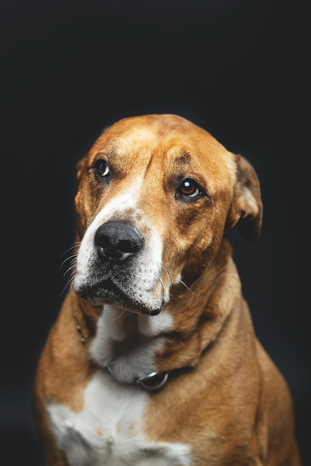 short-coated brown and white adult dog