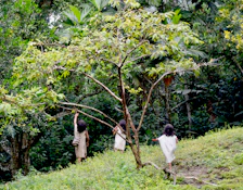 Children playing near a wooden cabin surrounded by tall trees and green foliage.