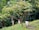 Children walking through a lush, green forest as they explore and interact with their natural surroundings. Tall trees with dense foliage fill the background, creating a sense of being immersed in nature.