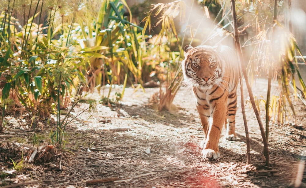 brown tiger in walking gesture