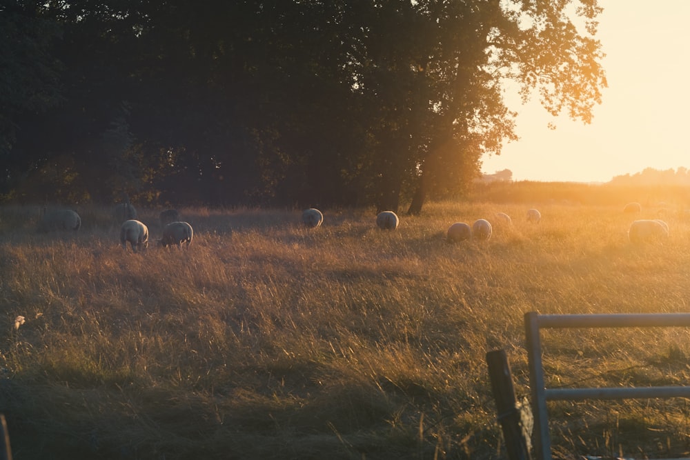 herd of pigs on the field during golden hour